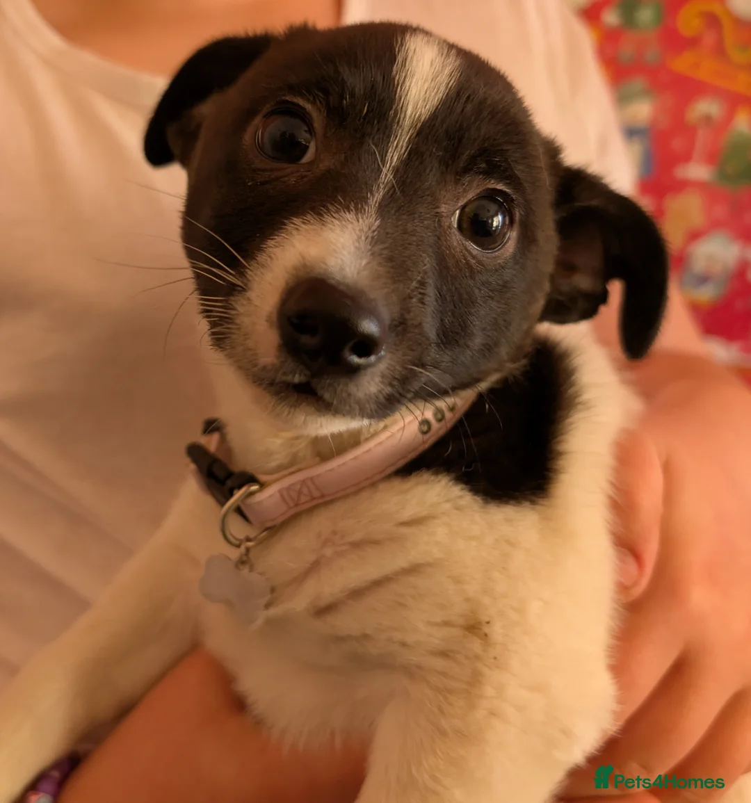 Mixed Breed dogs for sale: Jack Russel cross bitch 9 weeks old - Advert 2