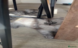 Persian cats for sale: Purrrfect Persians 😻😻😻 - Image 14