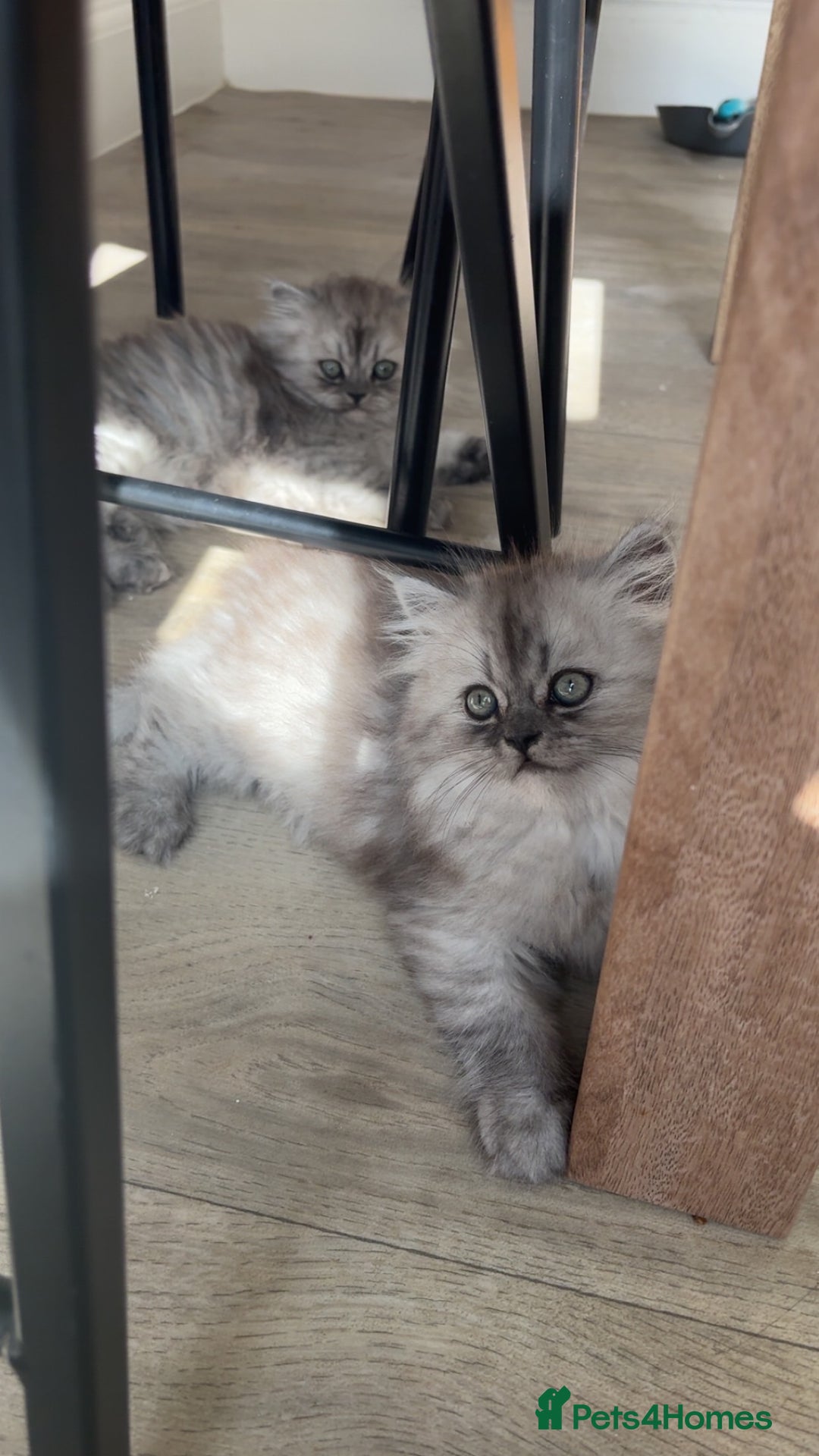 Persian cats for sale: Purrrfect Persians 😻😻😻 - Image 14