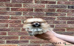 Pomeranian dogs for sale: 🐾Stunning 🐶Extra Small🐻 Teddy Face🔥 - Image 7