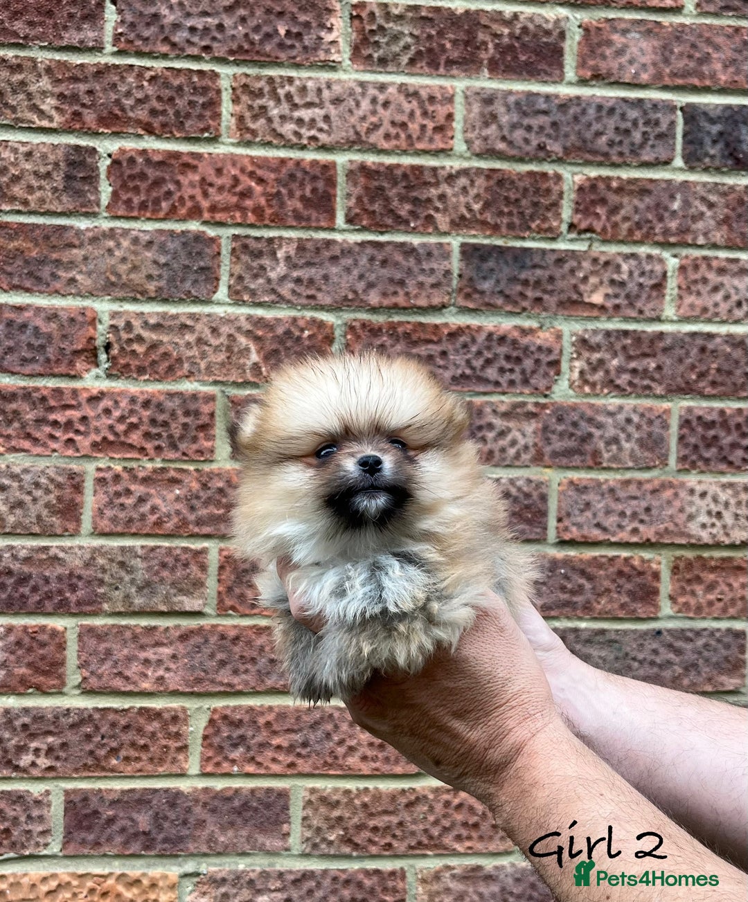 Pomeranian dogs for sale: 🐾Stunning 🐶Extra Small🐻 Teddy Face🔥 - Image 7