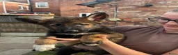 German Shepherd dogs for sale: Mr Andrew Howard  - Advert 10