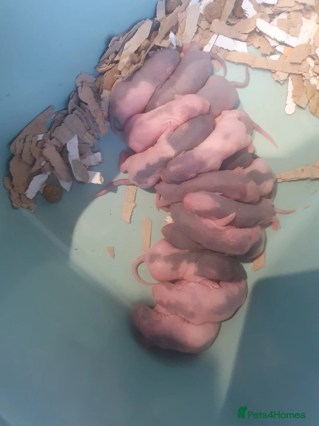 Rat rodents for sale: WAITLIST OPEN - Advert 2