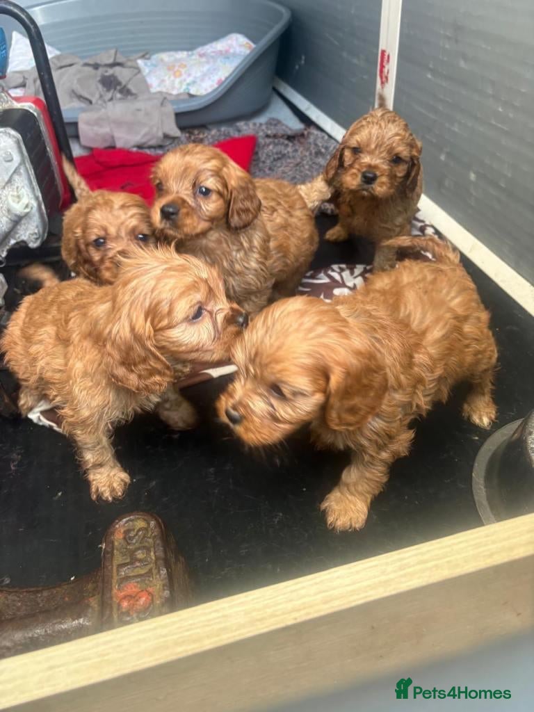 Cavalier King Charles Spaniel dogs  Cavalier King Charles Spaniel Puppy for sell - Advert 1