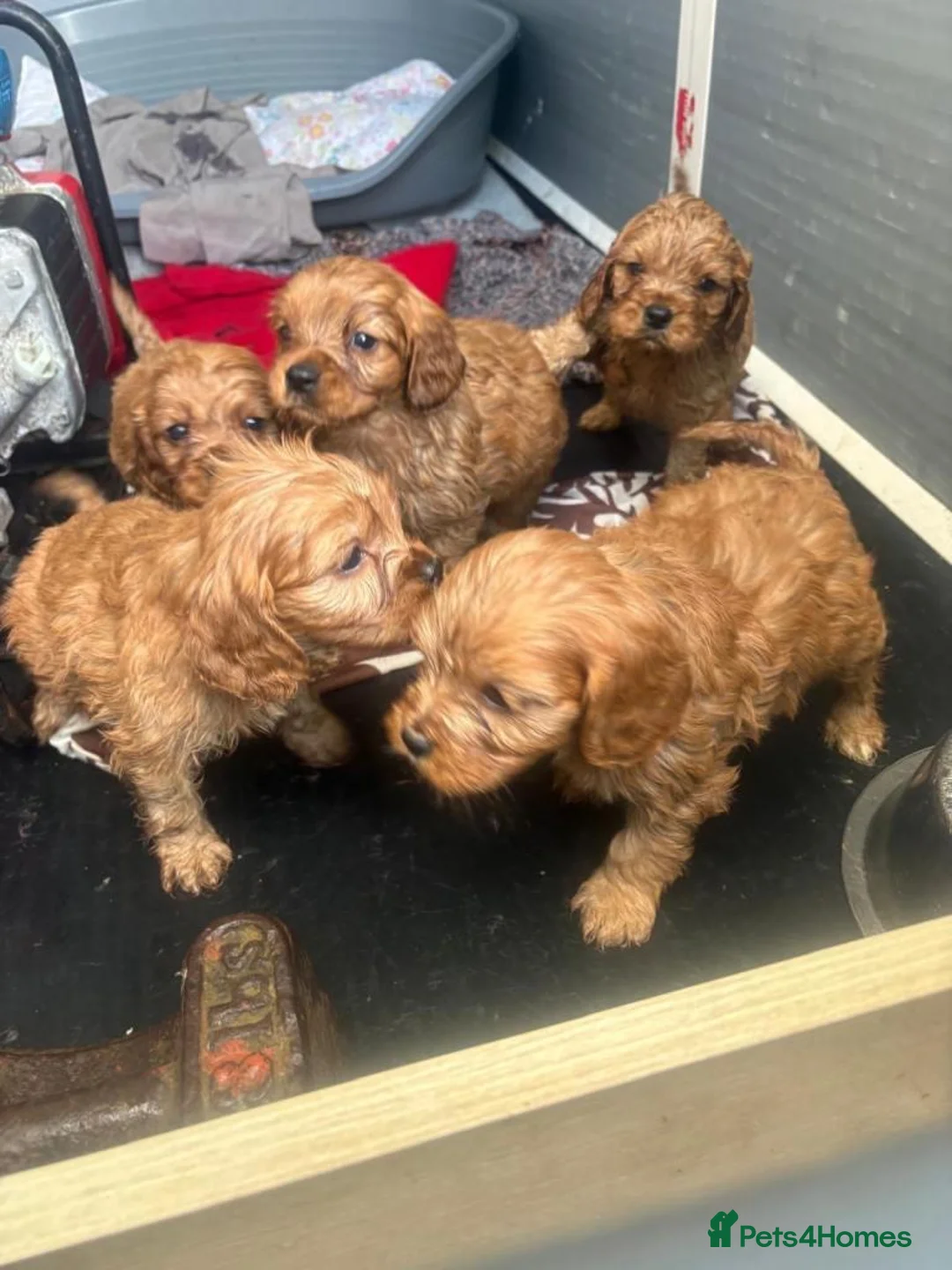 Cavalier King Charles Spaniel dogs for sale:  Cavalier King Charles Spaniel Puppy for sell in Kingston upon Thames - Advert 1