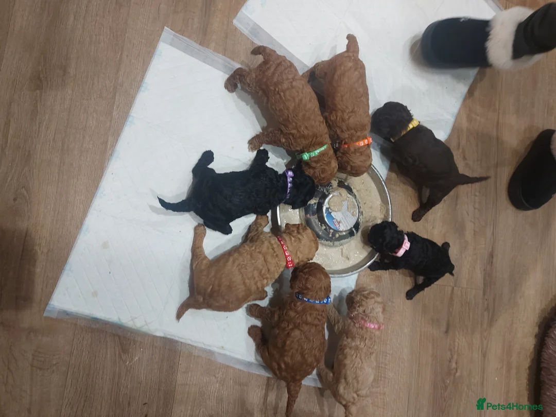 Cockapoo dogs for sale: Cockapoo puppies - Advert 23