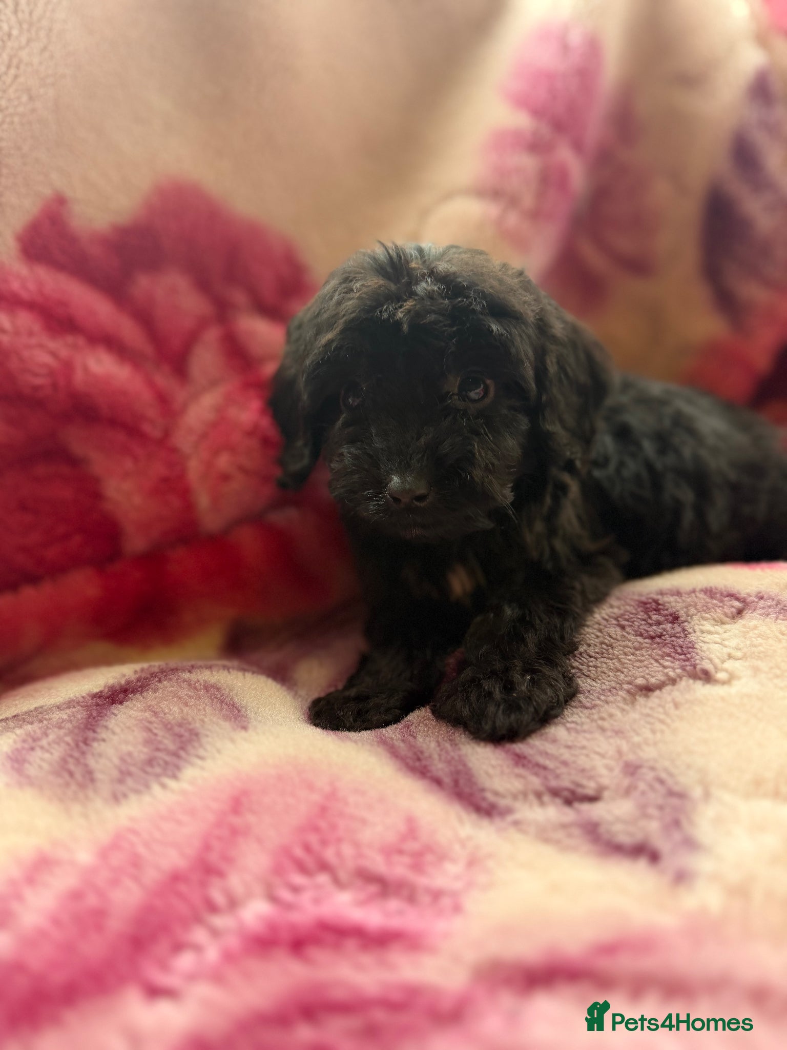 Cockapoo dogs Beautiful cockapoo puppies for sale - Advert 1