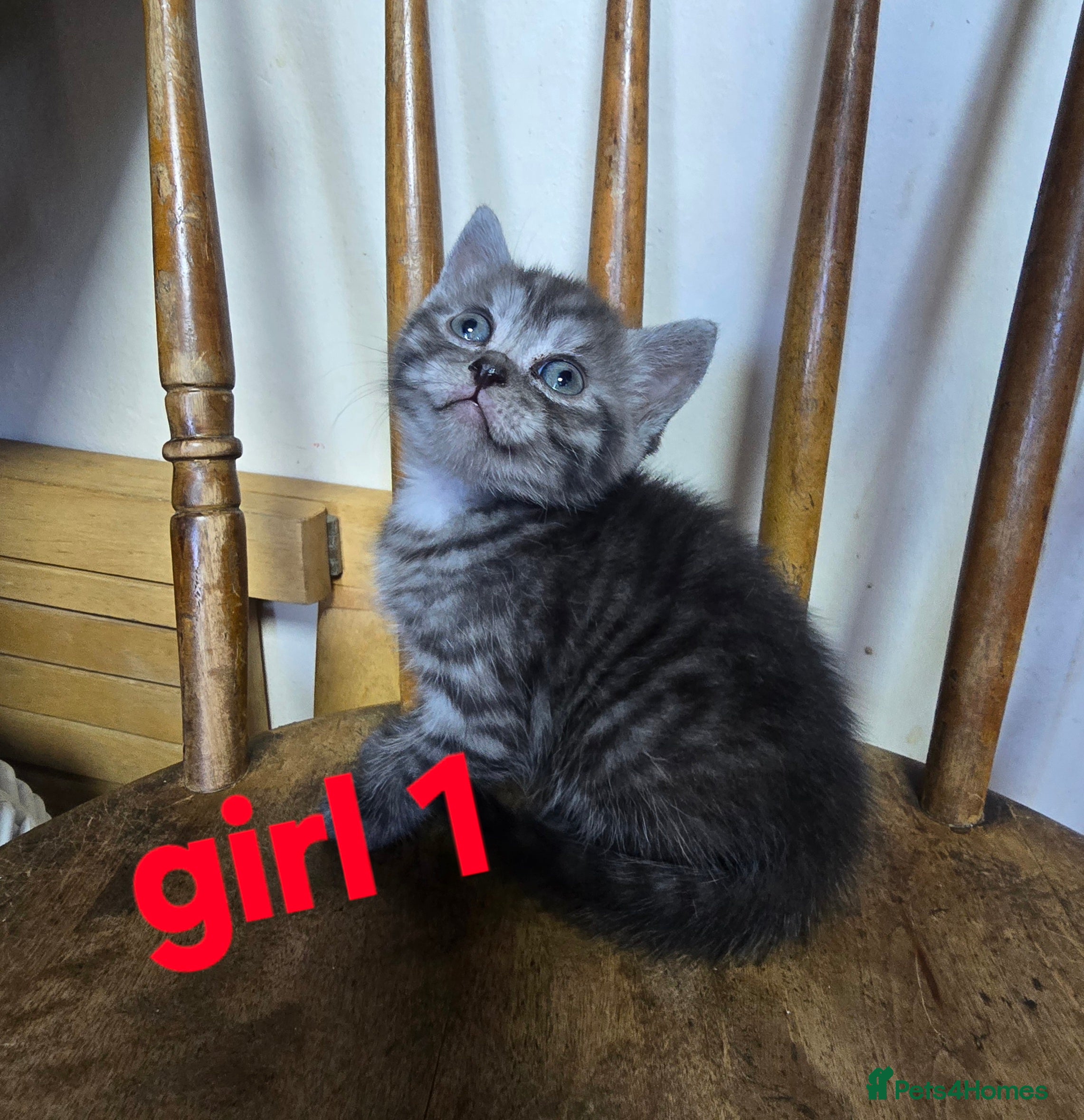 Mixed Breed cats Beautiful kittens  - Advert 6