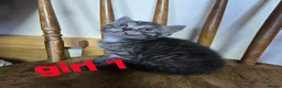 Mixed Breed cats for sale: Beautiful kittens  - Advert 1
