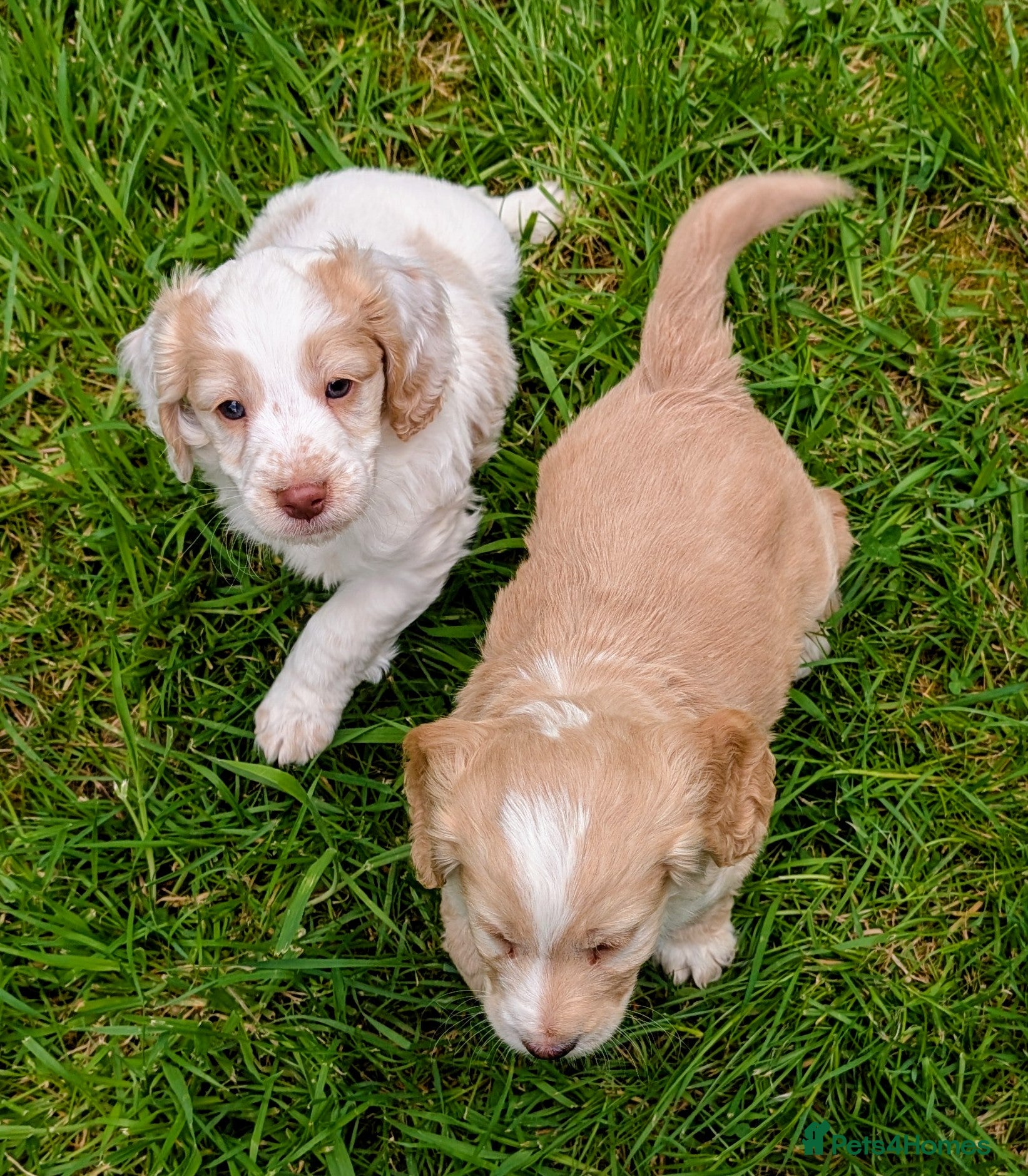 Cockapoo dogs Ready now! Licensed breeder health tested F1 pups - Advert 1
