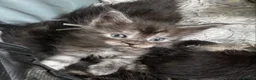 Maine Coon cats for sale: TICA registered large Maine Coon kittens - Advert 34