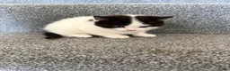 Mixed Breed cats for sale: Beautiful Ragdoll Cross Kittens – Ready Now  - Advert 13