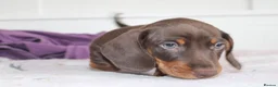 Miniature Dachshund dogs for sale: Miniature Dachshund puppies  - Advert 4