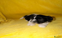 Shih Tzu dogs for sale: ✨ puppies Shih Tzu ✨  - Image 9