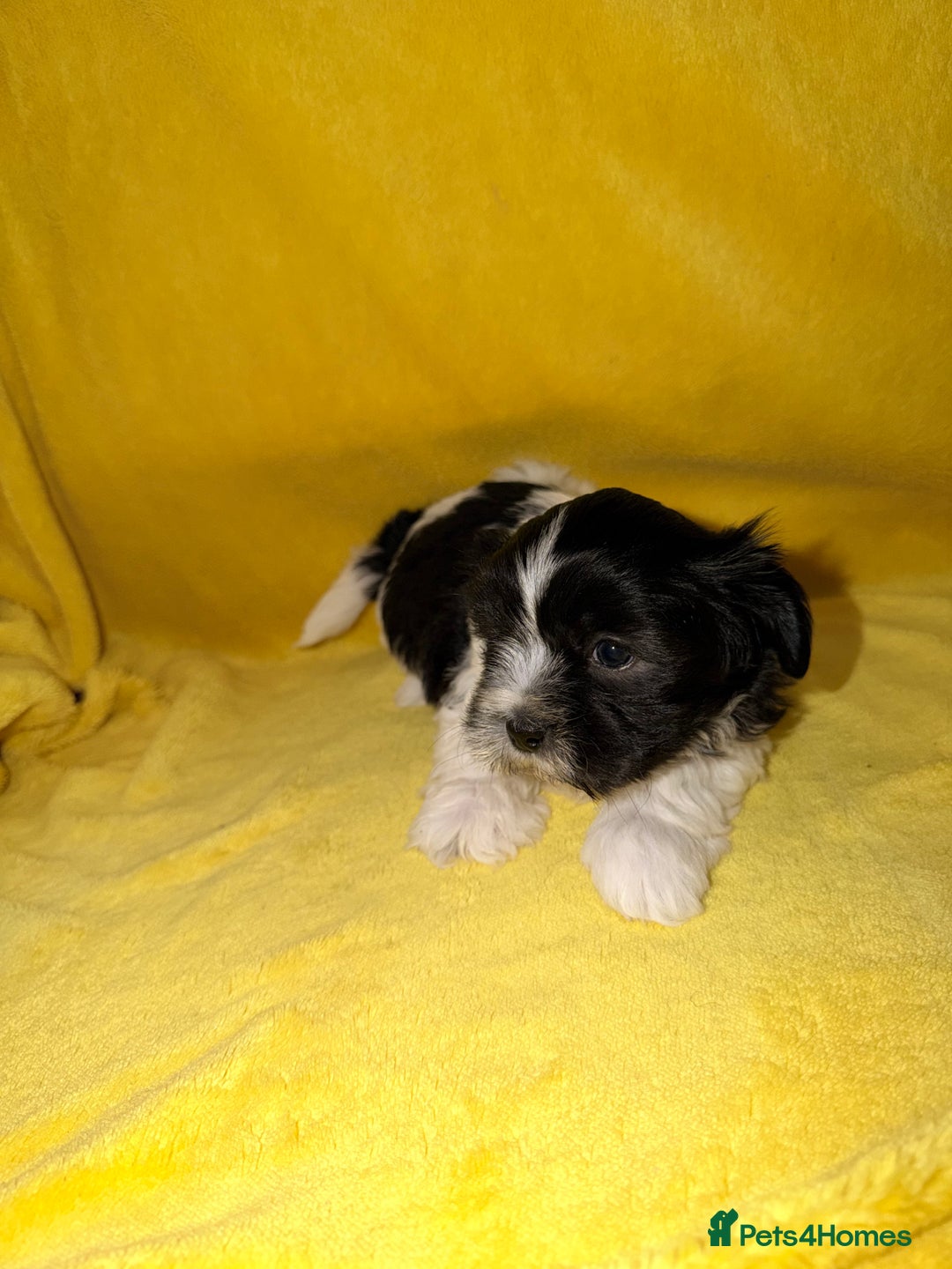 Shih Tzu dogs for sale: ✨ puppies Shih Tzu ✨  - Image 9