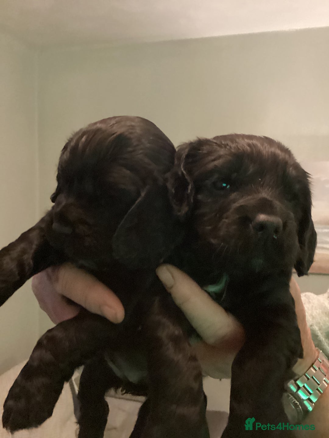 Cocker Spaniel dogs for sale: Working cocker spaniel puppies  - Advert 3