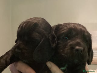 Cocker Spaniel dogs Working cocker spaniel puppies - Advert 2