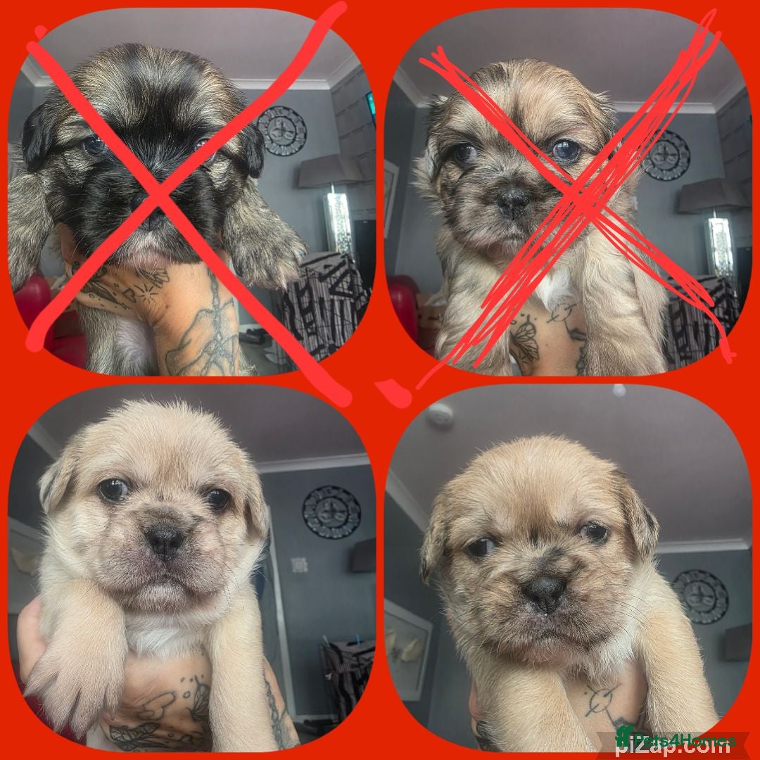 Mixed Breed dogs French Bull Tzu. 8 weeks old 2 girls left - Advert 9