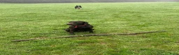 Labrador Retriever dogs for stud: Handsome Pedigree Chocolate KC registered Lab in Hereford - Advert 9