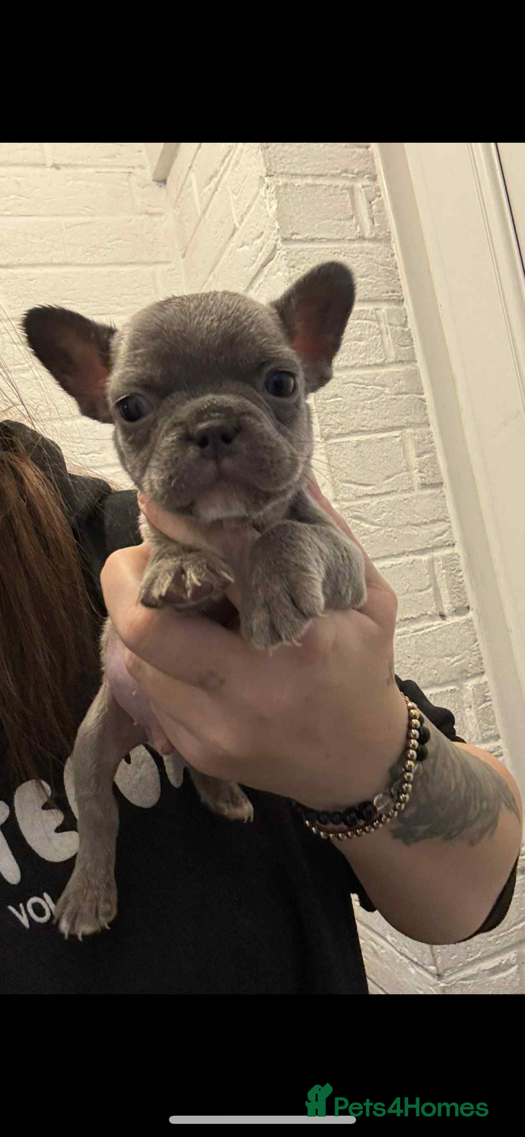 French Bulldog dogs for sale: French bulldog pups available Reduced‼️ - Advert 14