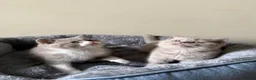 British Shorthair cats for sale: British Shorthair Kittens for Sale - Advert 3
