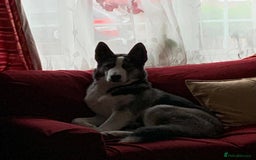 Siberian Husky dogs for sale: Demon - Image 11