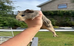 Guinea Pig rodents for sale: Guineapigs for sale  - Image 6