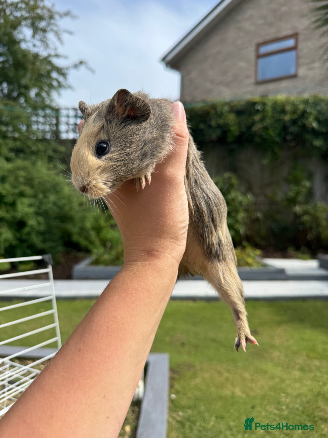 Guinea Pig rodents for sale: Guineapigs for sale  - Image 6