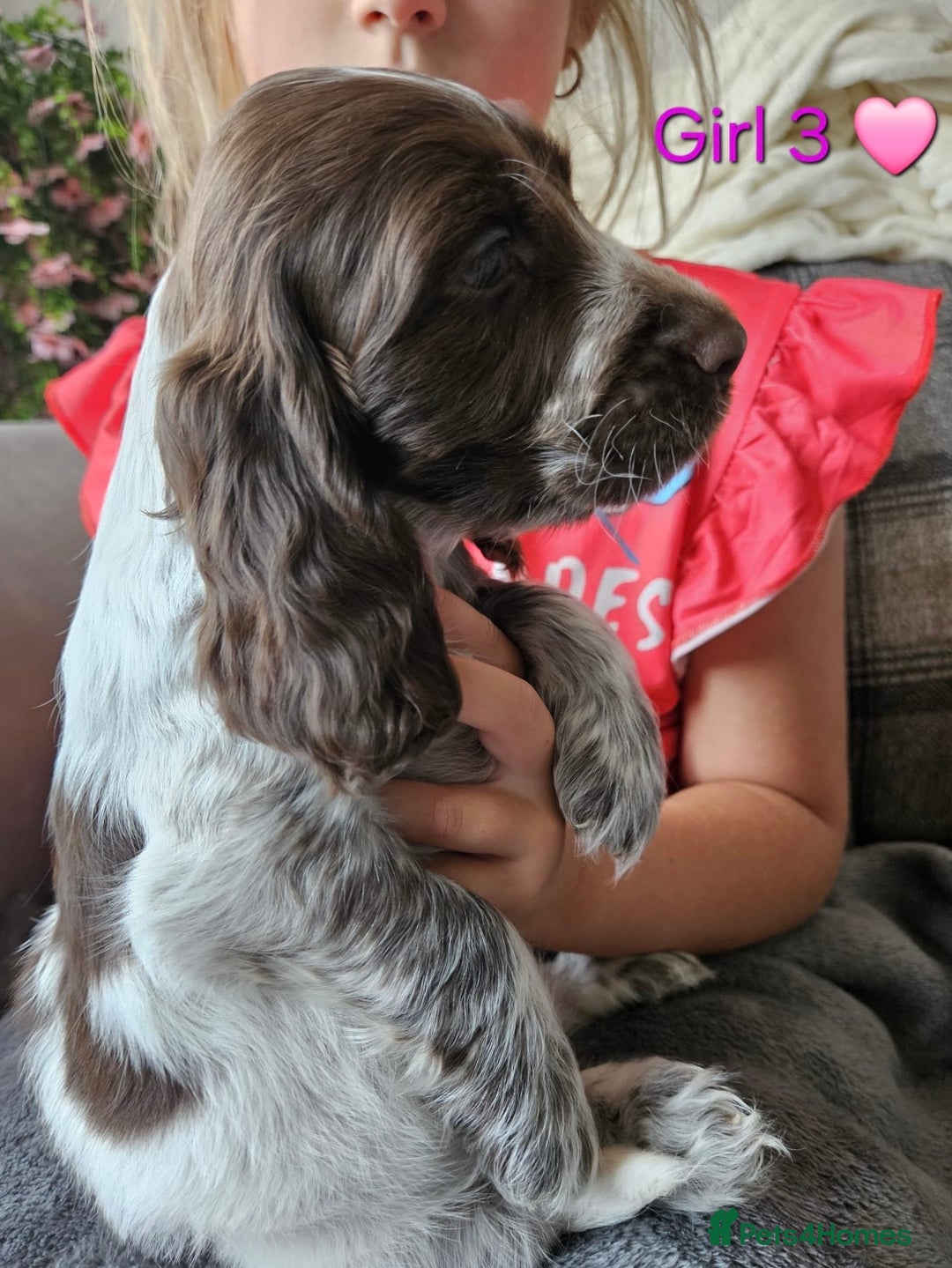 Cocker Spaniel dogs for sale: Stunning Show Cocker Spaniels - Image 20