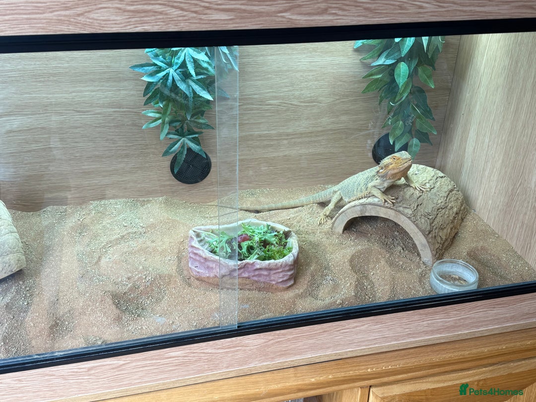 Bearded Dragon reptiles for sale: Adult Male Bearded Dragon & Setup - Image 2