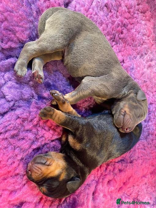 Dobermann dogs *KC REGISTERED* HEALTH TESTED DOBERMAN PUPPIES* - Advert 2