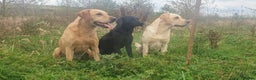 Labrador Retriever dogs for stud: LABRADOR STUD FTW SCARRABUS VANGUARD  in Kilmarnock - Advert 2