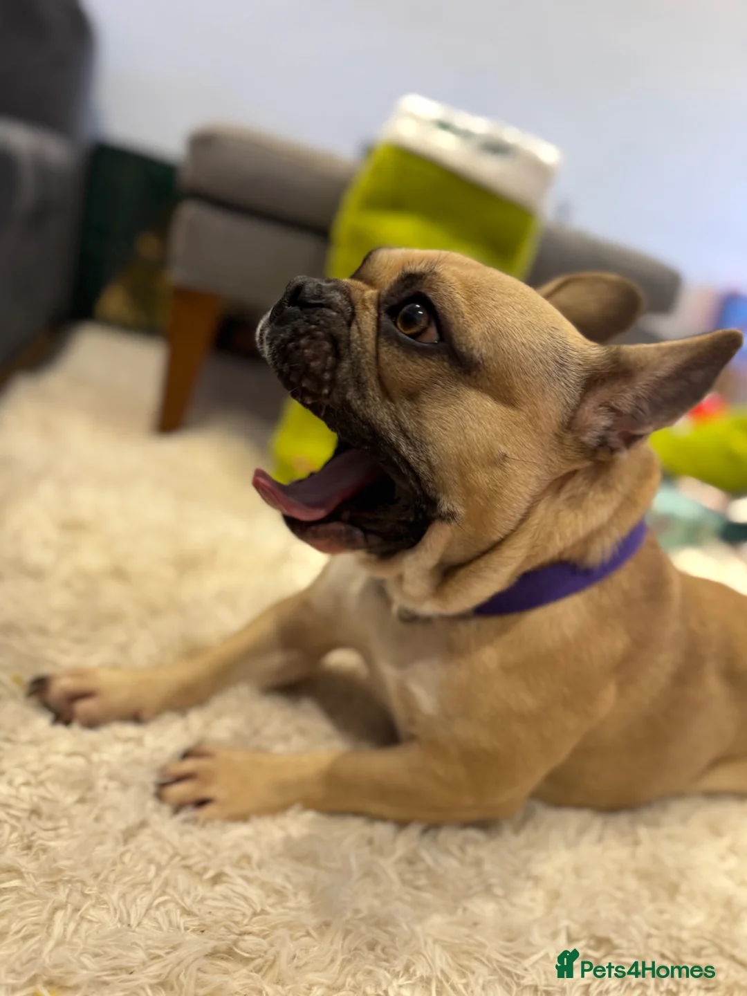 French Bulldog dogs for sale: French bulldog  in Woking - Advert 1