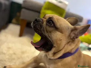 French Bulldog dogs French bulldog - Advert 1