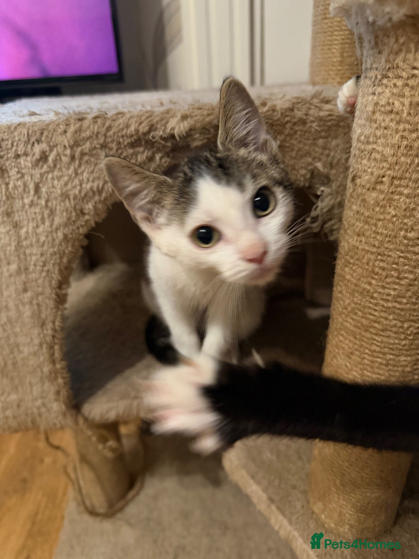 Mixed Breed cats Half Sphynx boy 15 weeks old - Advert 4
