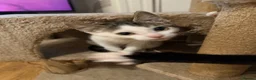Mixed Breed cats for sale: Half Sphynx boy  - Advert 8