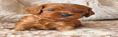 Wildwood Ember 
