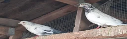 Pigeons birds for sale: 9 pigeons, mixture, some high flyers - Advert 4