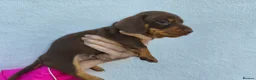 Miniature Dachshund dogs for sale: Super small miniature dachshund kc - Advert 17