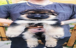 German Shepherd dogs for sale: German Shepherd Puppies from health tested parents - Image 6