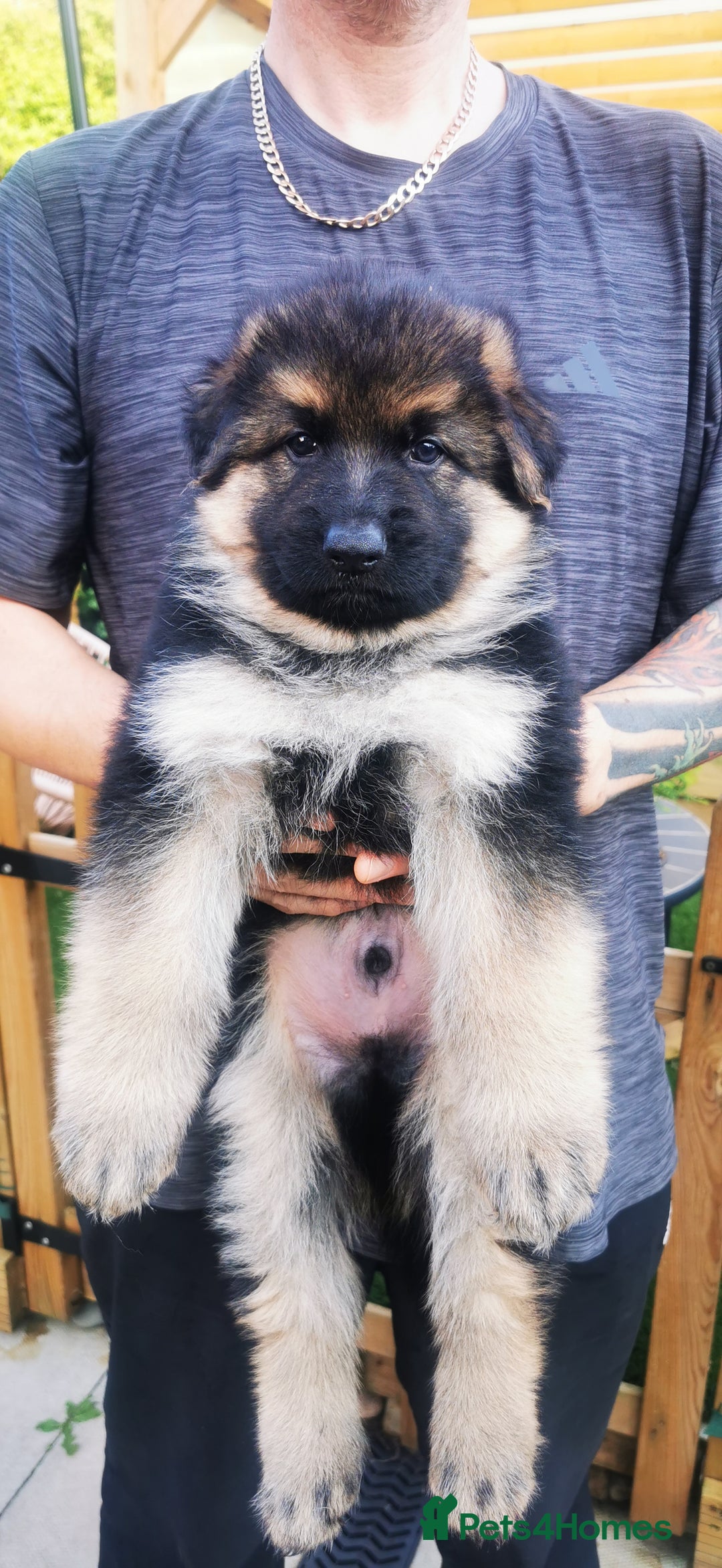 German Shepherd dogs for sale: German Shepherd Puppies from health tested parents - Image 6