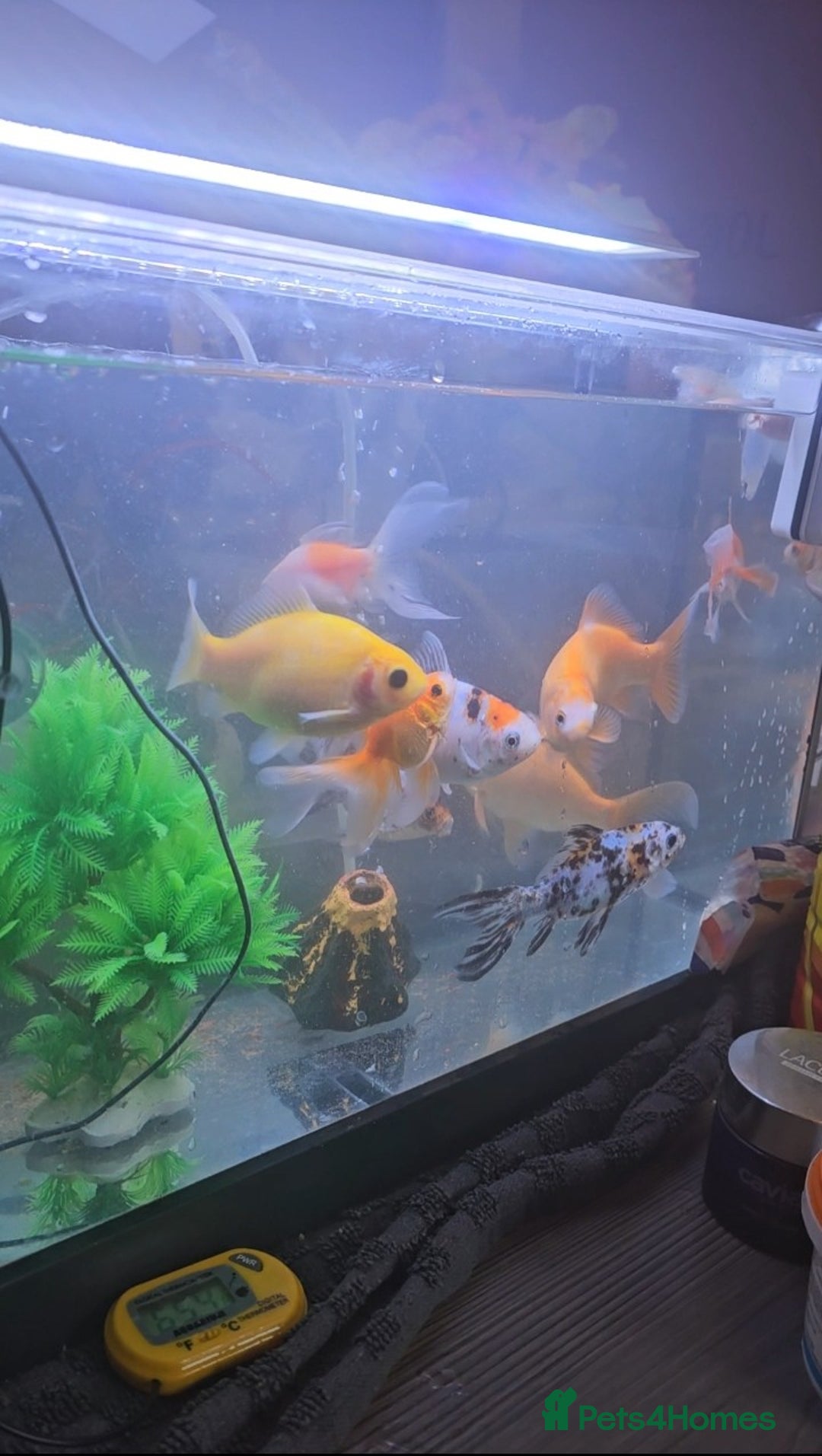 Goldfish fish for sale: Goldfish - Advert 3