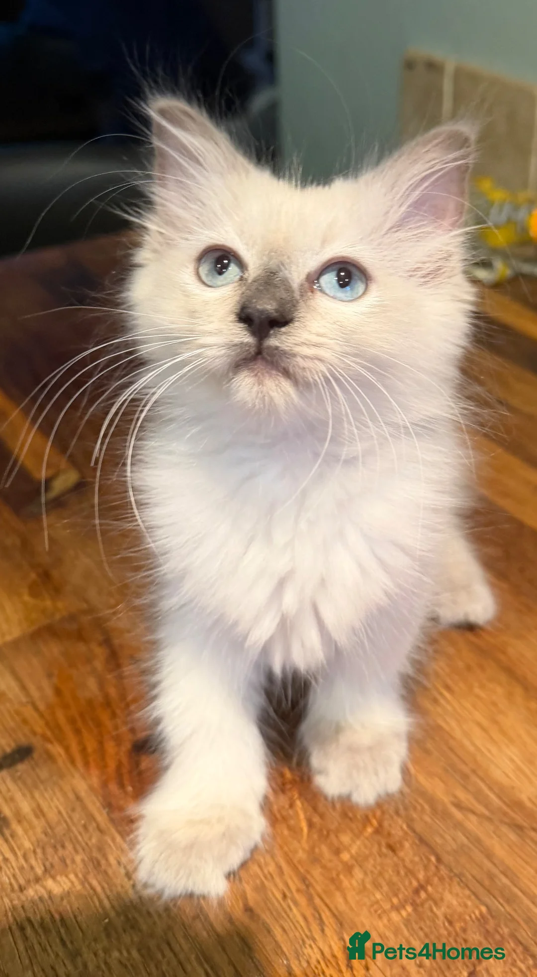 Ragdoll cats for sale: Fluffy female kitten - Advert 1