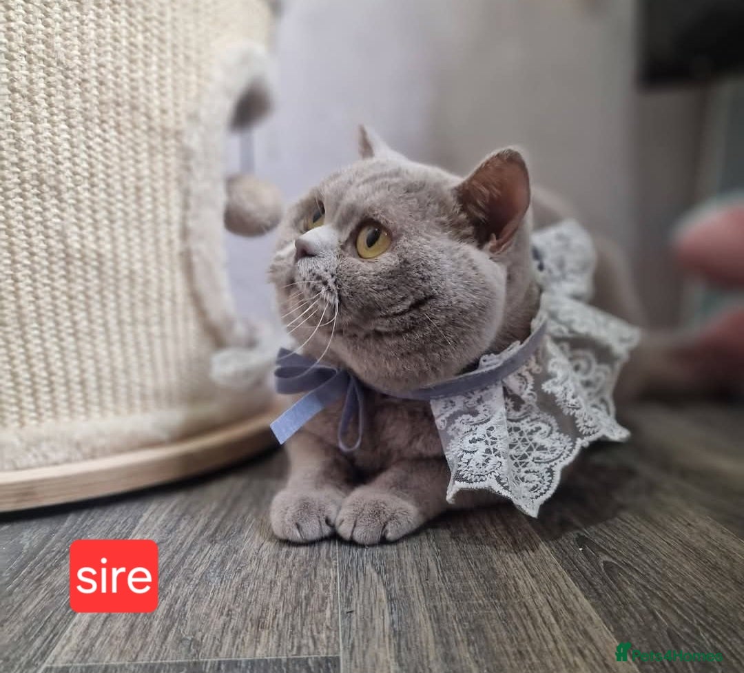British Shorthair cats for sale: Chunky champion Gccf british shorthair kittens in Bradford - Advert 10