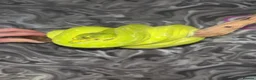 Python Snake reptiles for sale: Male Biak locality Green Tree Python Indo Import - Advert 2
