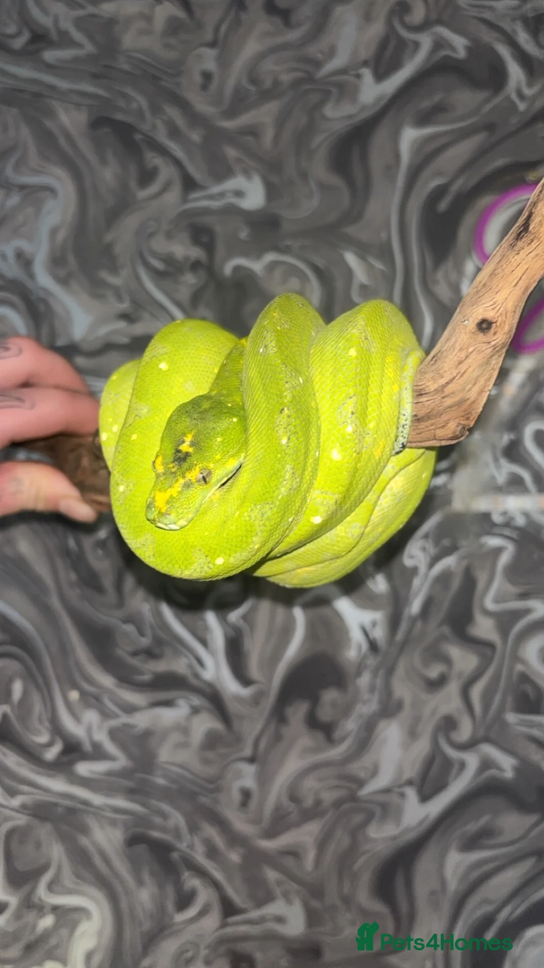 Python Snake reptiles for sale: Male Biak locality Green Tree Python Indo Import - Advert 2