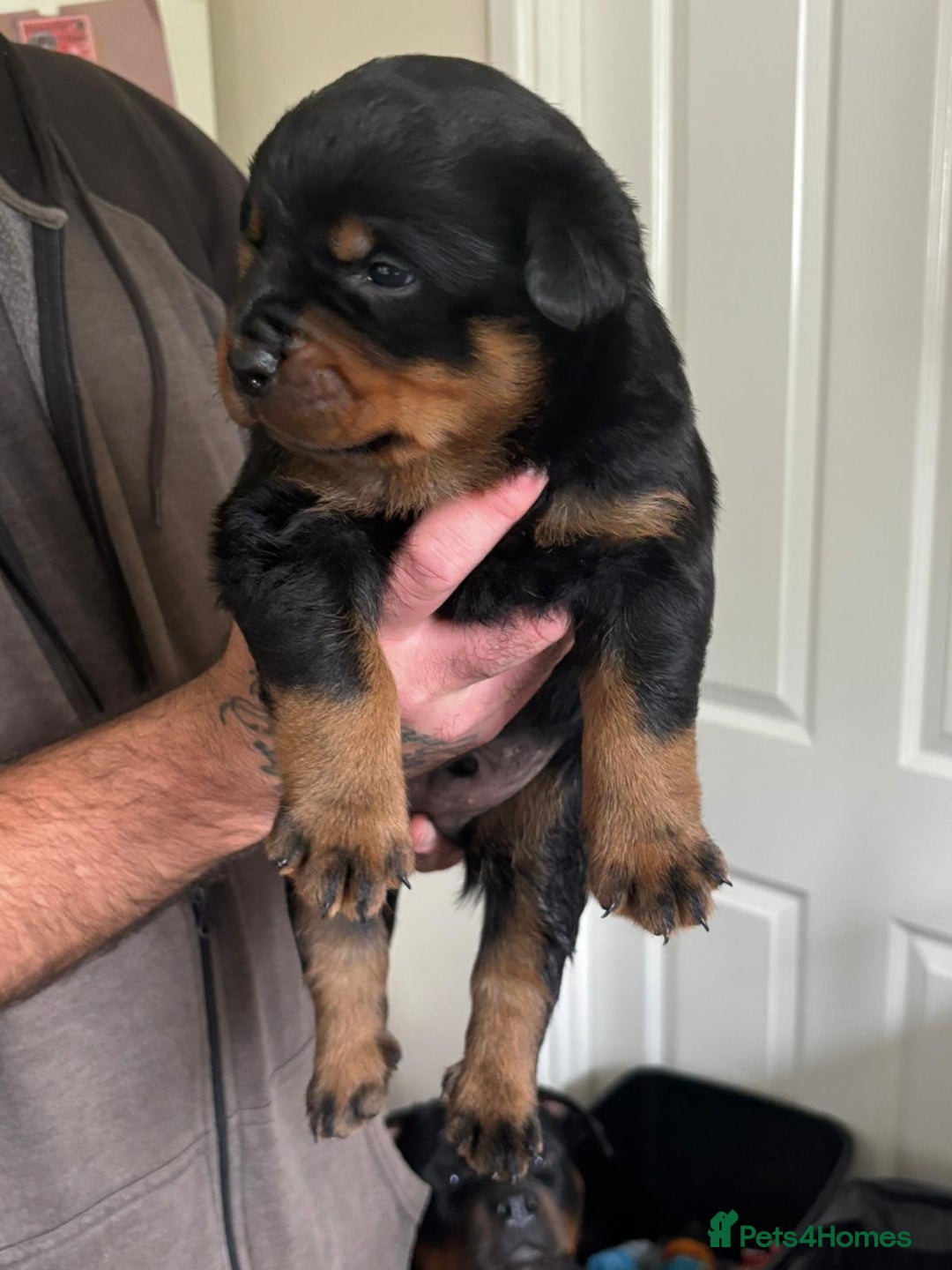 Rottweiler dogs for stud: Kc registered proven big rottweiler stud in Aylesbury - Advert 16