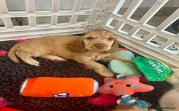 Cocker Spaniel dogs for sale: 4⭐️Licensed KC Reg English Show Cocker Spaniel - Image 8