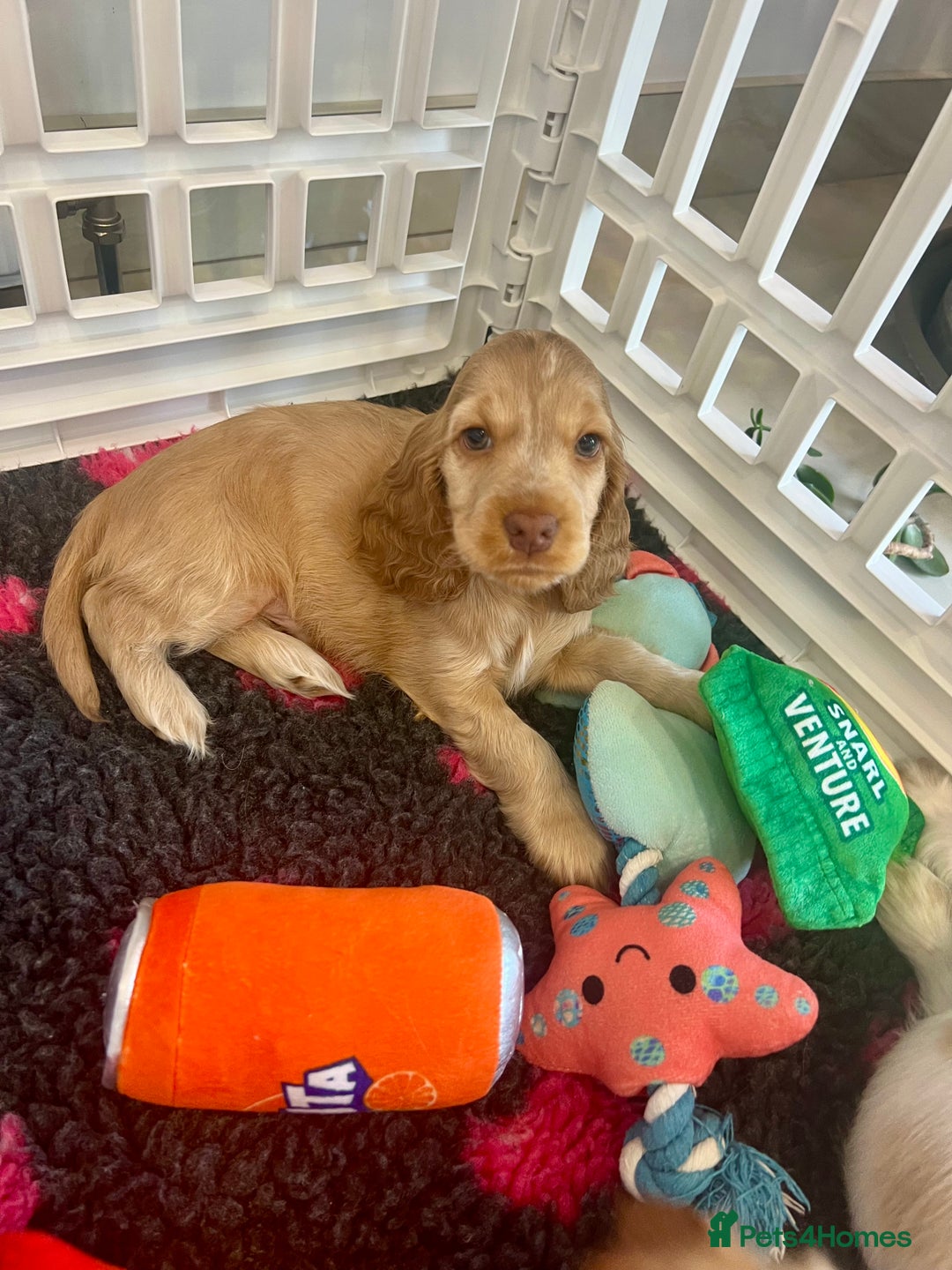 Cocker Spaniel dogs for sale: 4⭐️Licensed KC Reg English Show Cocker Spaniel - Image 8