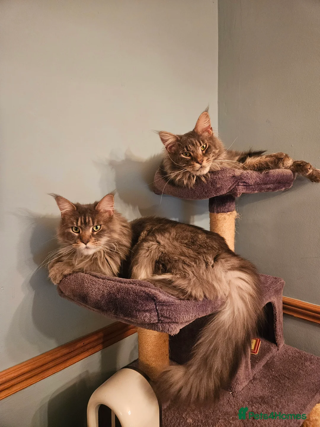 Maine Coon cats for sale: Stunning Maine Coon Cats looking for forever home in Leicester - Advert 2